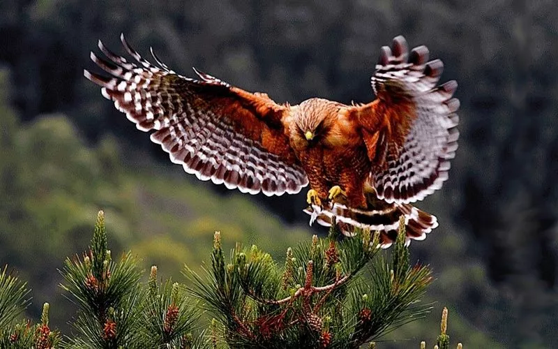 Заголовок слайда 12